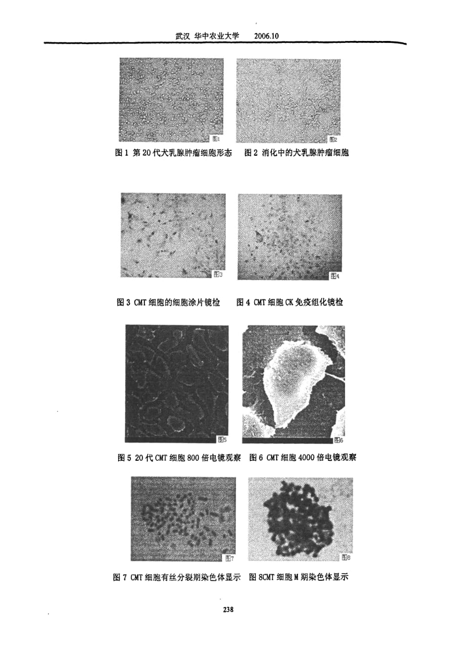 犬乳腺肿瘤细胞系的建立与生物学特性分析_第4页