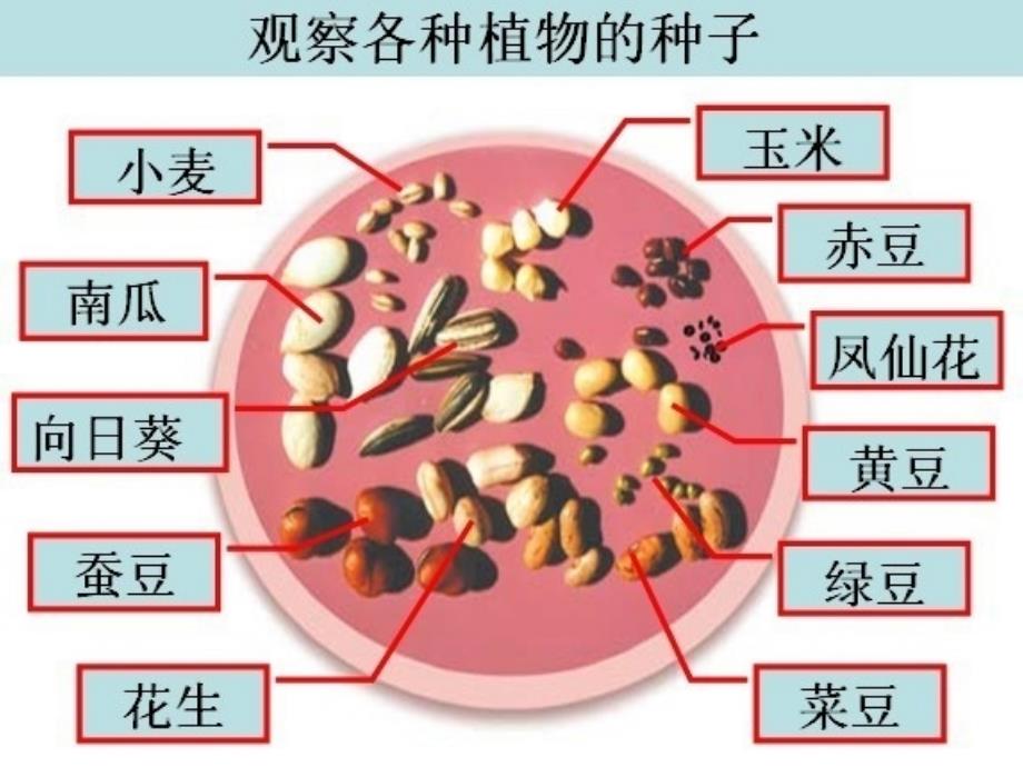 种子课件(完整)_第2页