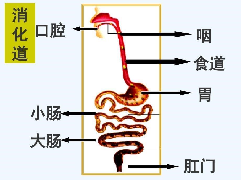 七年级下册生物食物的消化与吸收公开课_第5页