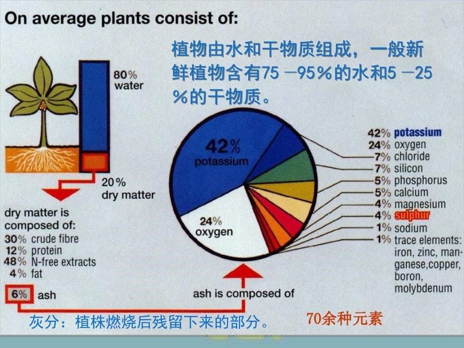 植物营养及施肥植物对养分吸收_第5页