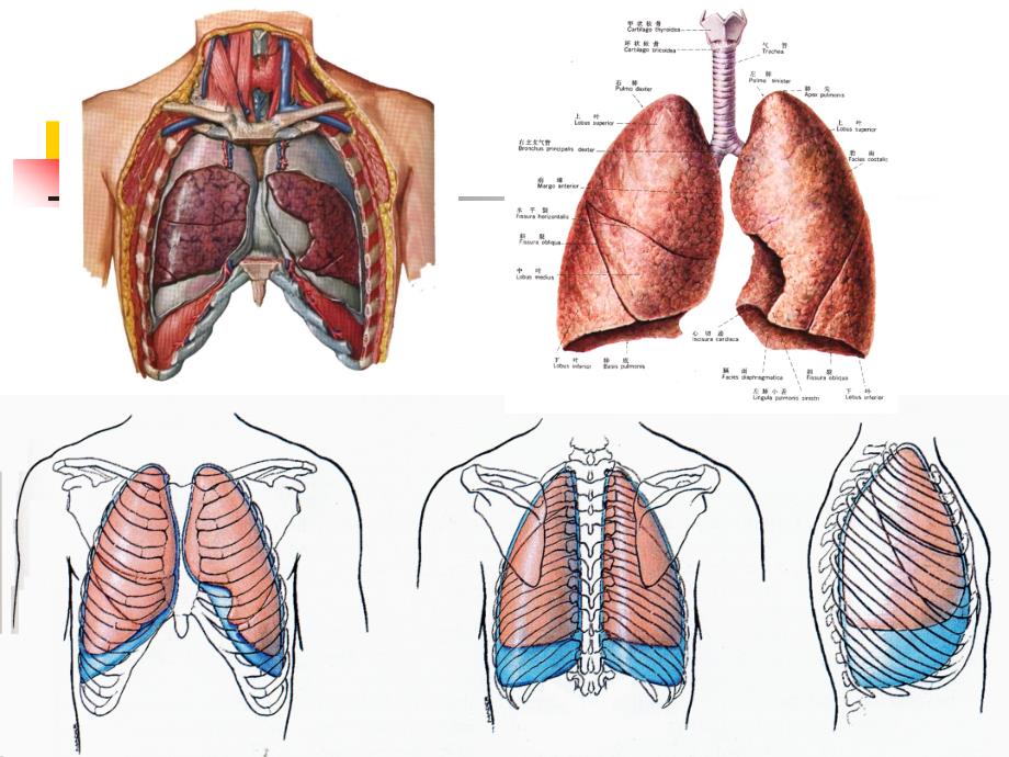 最新 肺和胸膜的应用解剖_第3页