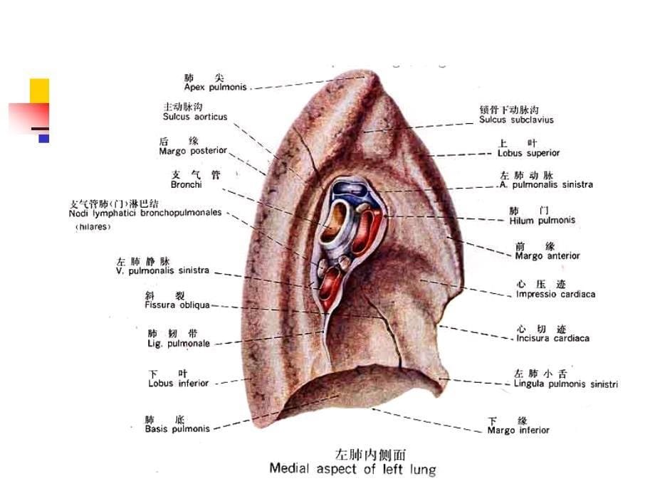 最新 肺和胸膜的应用解剖_第5页