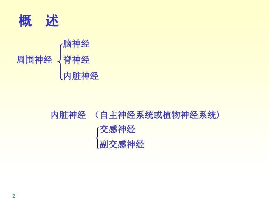 最新 脊神经课件_第2页