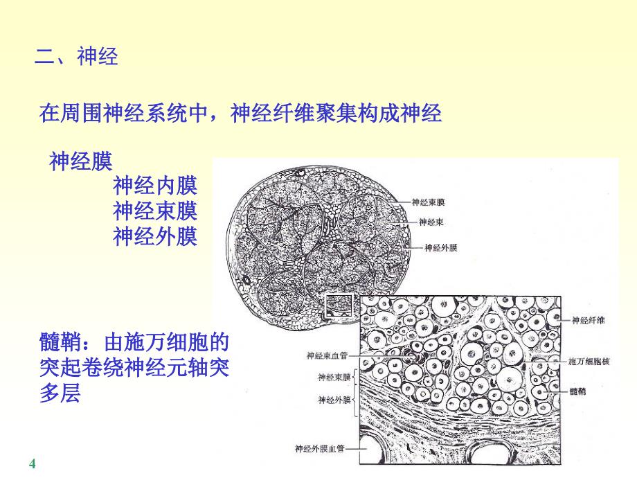 最新 脊神经课件_第4页