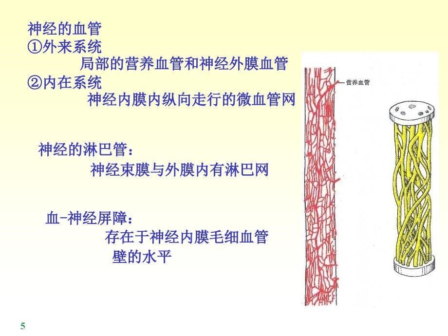 最新 脊神经课件_第5页