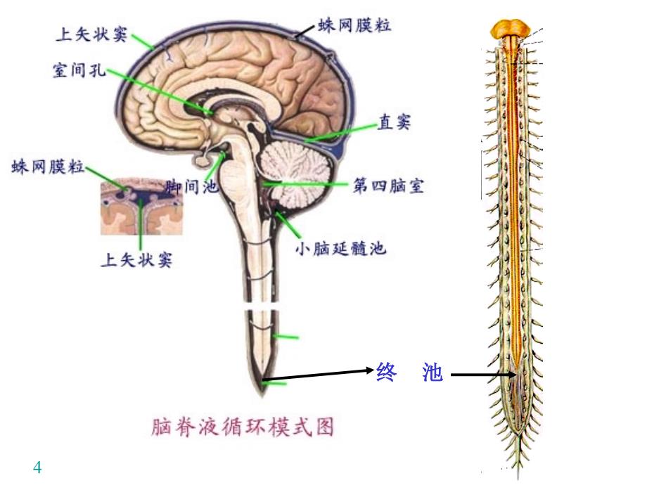 最新 脑和脊髓的被膜、血管_第4页