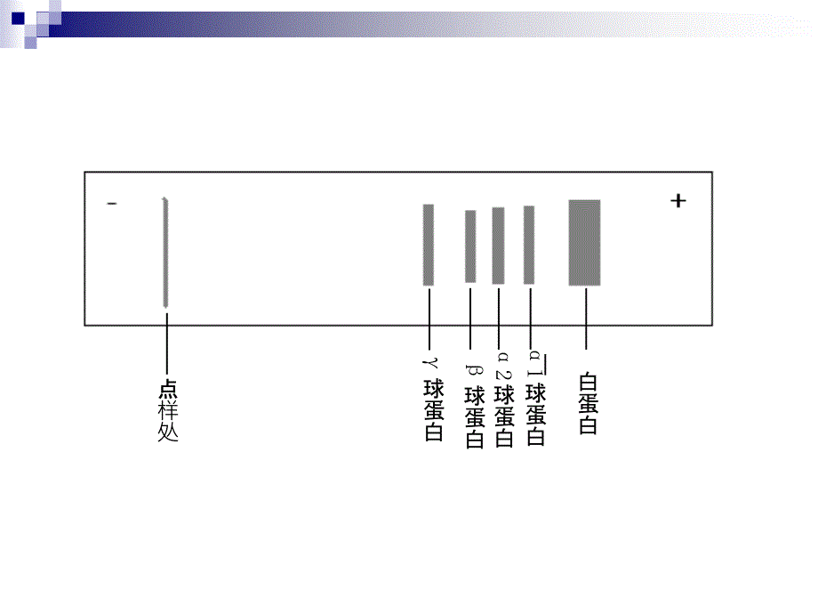 最新 血清蛋白质醋酸纤维素薄膜电泳_第4页