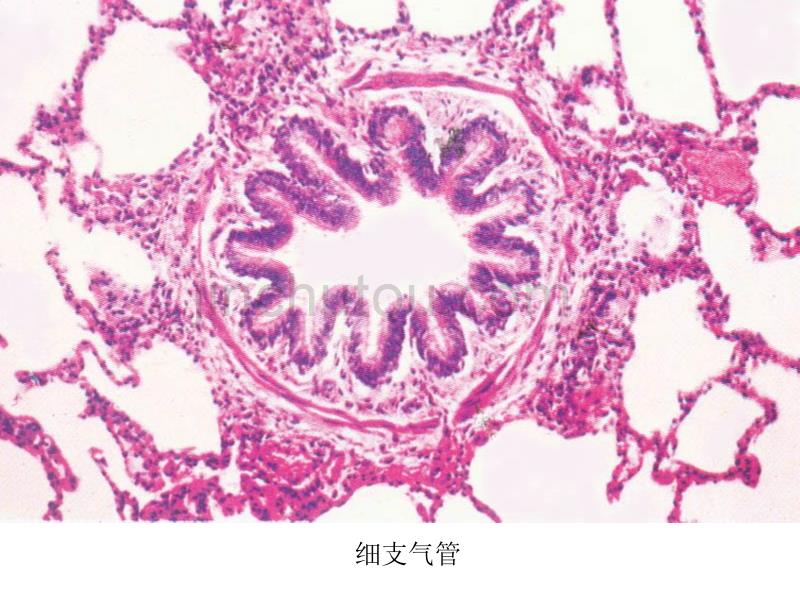 最新 呼吸和泌尿实验_第5页