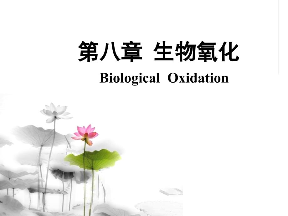 最新生物氧化_第1页