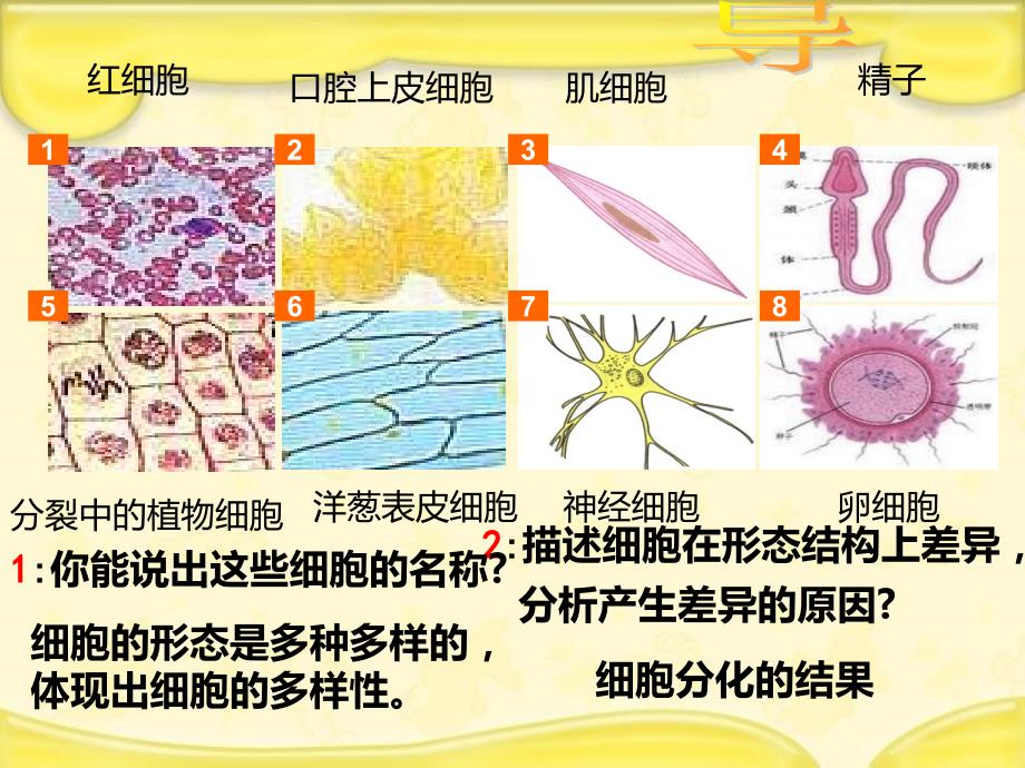 新人教版必修1高中生物1.2.1细胞的多样性与统一性（第1课时）_第2页