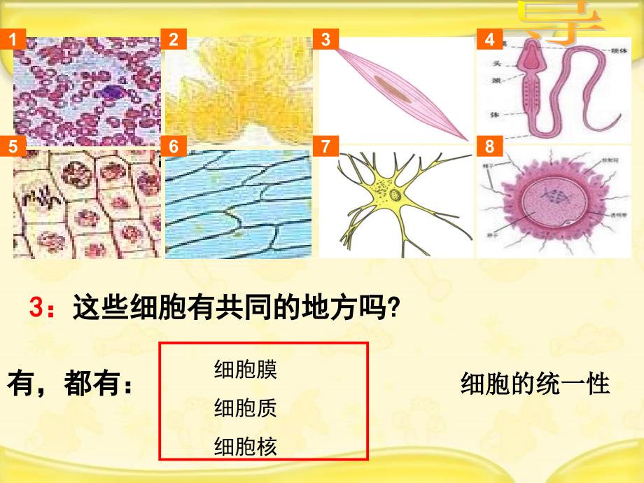 新人教版必修1高中生物1.2.1细胞的多样性与统一性（第1课时）_第3页