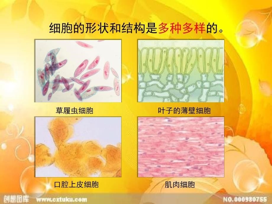 六年级上册科学课件4.搭建生命体的“积木”苏教版 (共12张PPT)_第5页