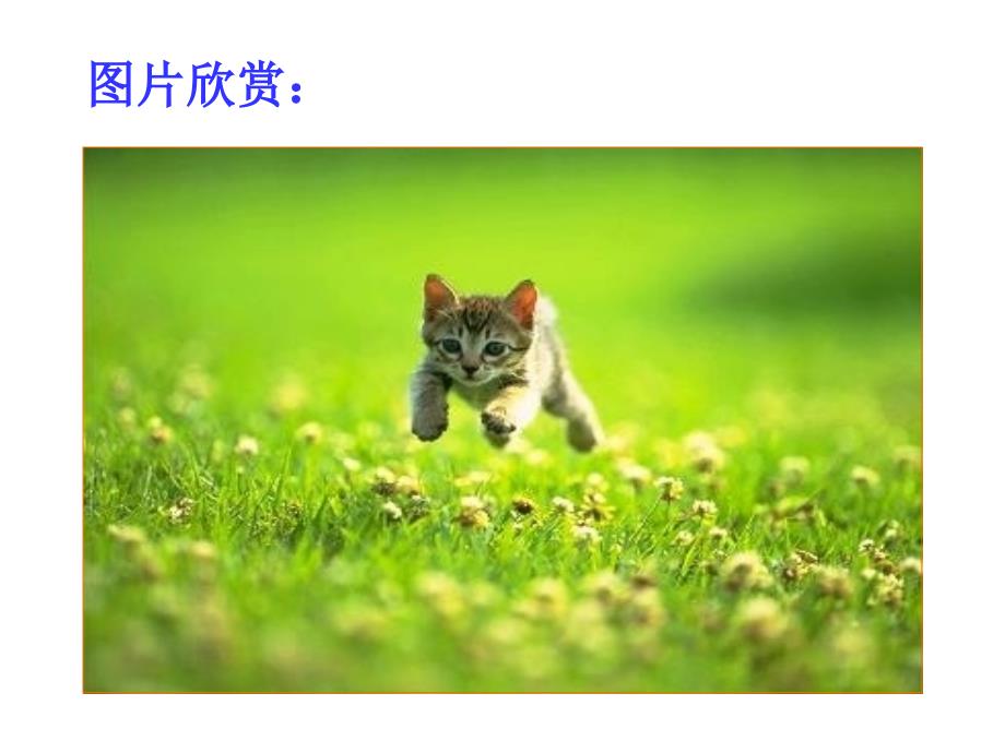 郑振铎猫 ppt课件_第3页