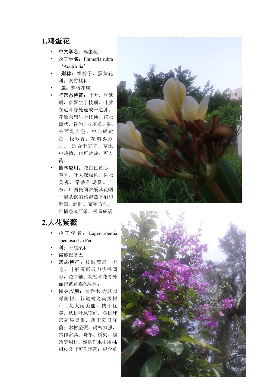 海南大学校内20种开花植物_第2页