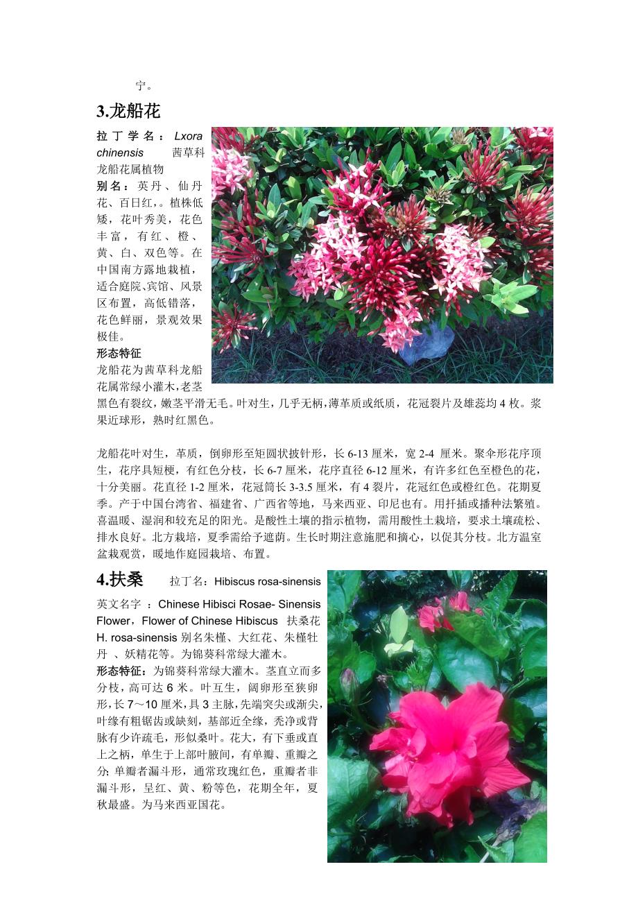 海南大学校内20种开花植物_第3页
