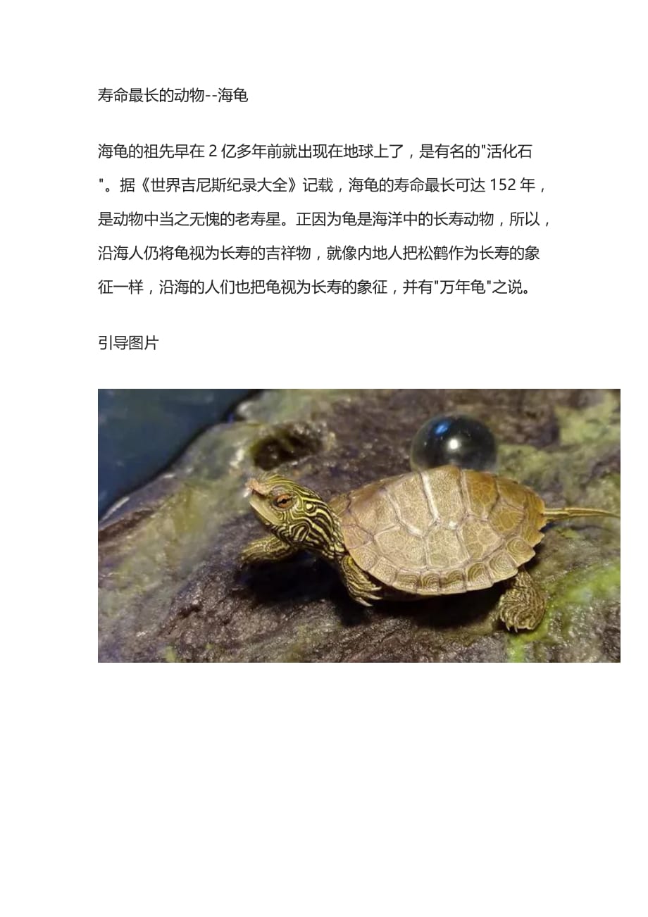 创意美术可爱的小海龟_第2页