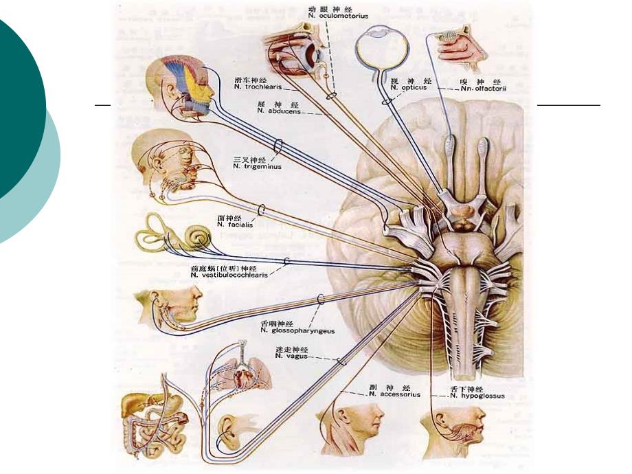 脑神经解剖定位_第3页
