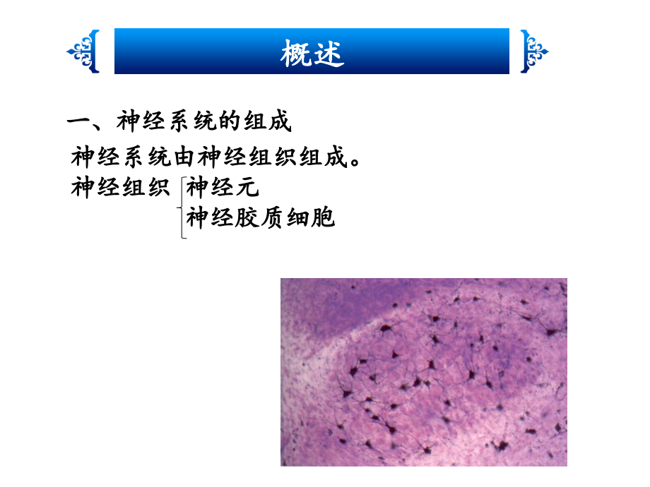 神经系统解剖资料_第3页