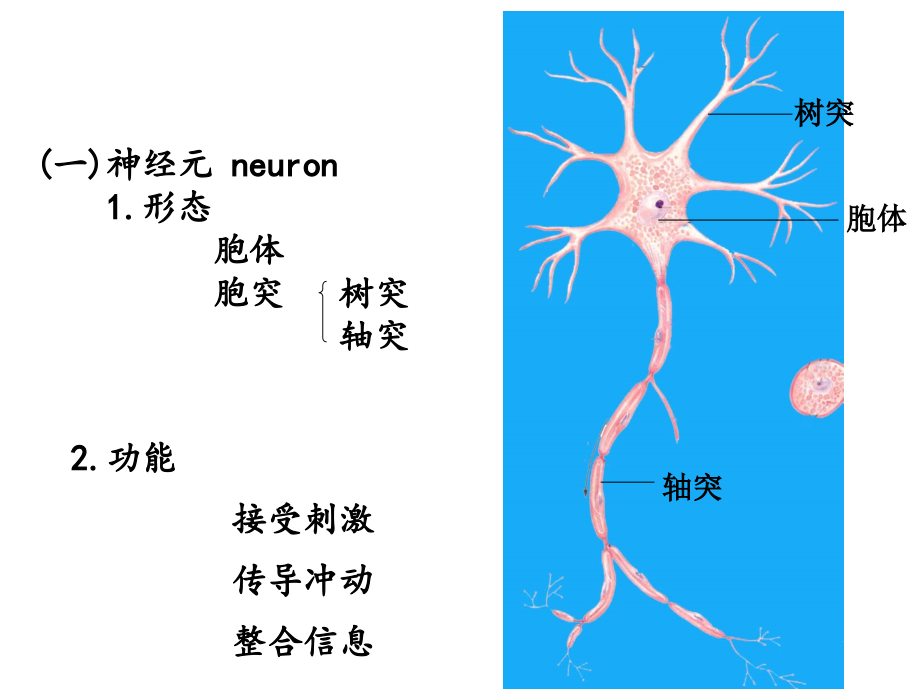 神经系统解剖资料_第4页