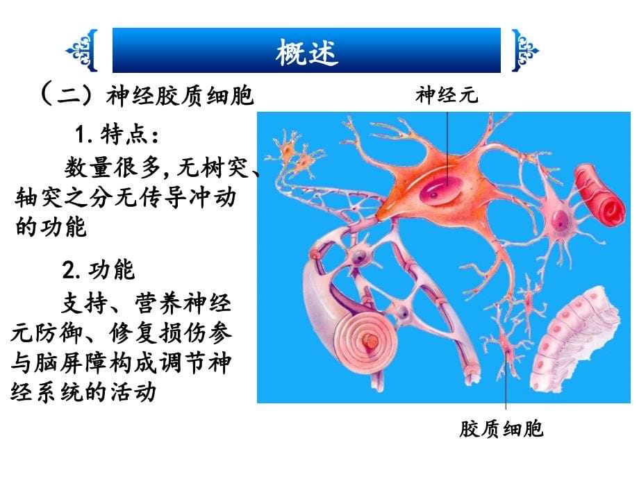 神经系统解剖资料_第5页