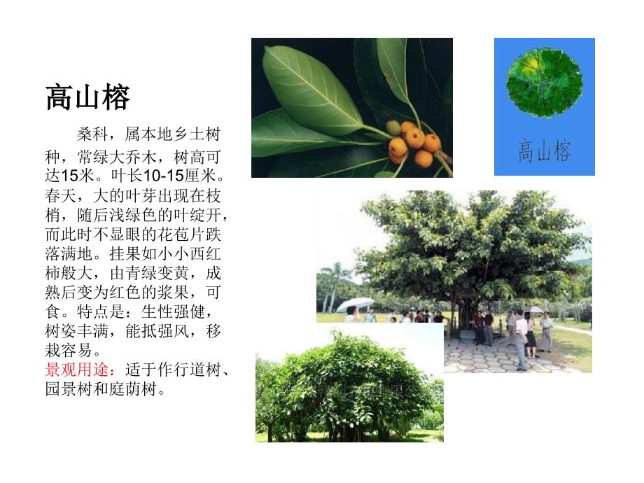 福建厦门常见植物乔木类资料_第2页