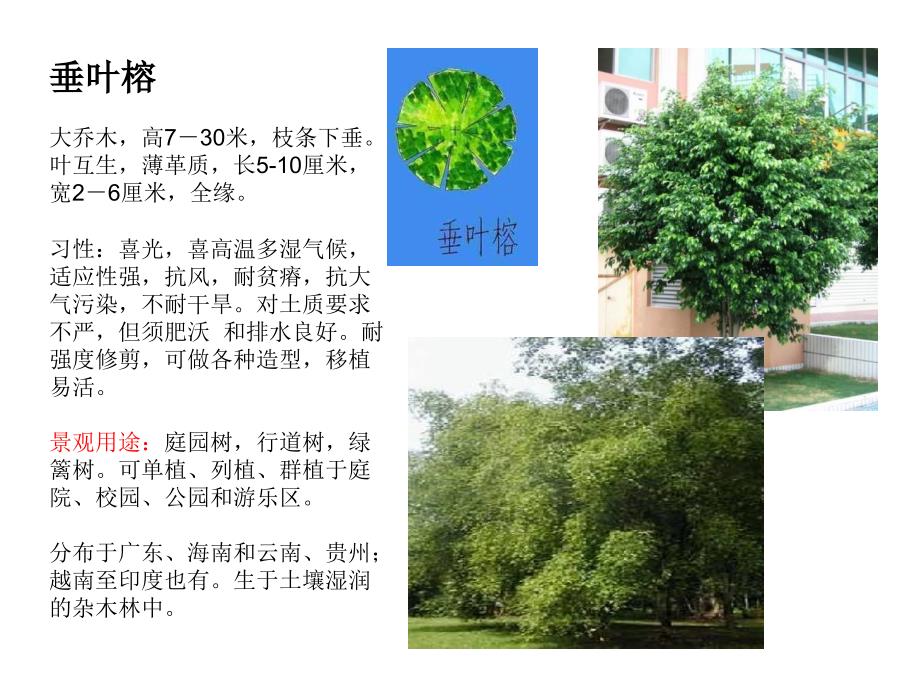 福建厦门常见植物乔木类资料_第3页