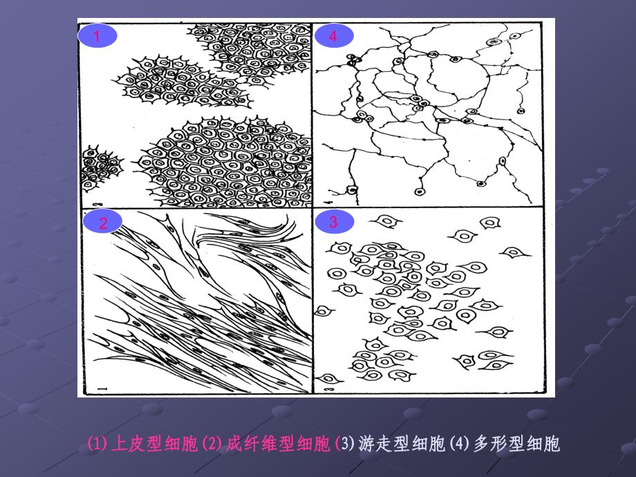 浙江大学细胞培养-基础知识资料_第4页