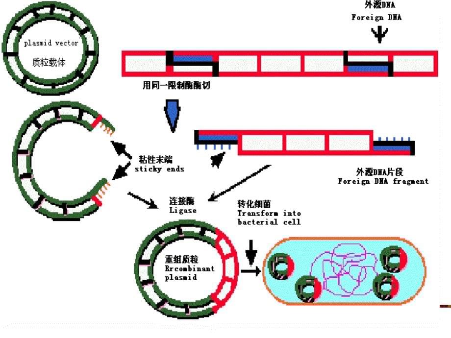 荧光定量pcr技术李金明)资料_第5页