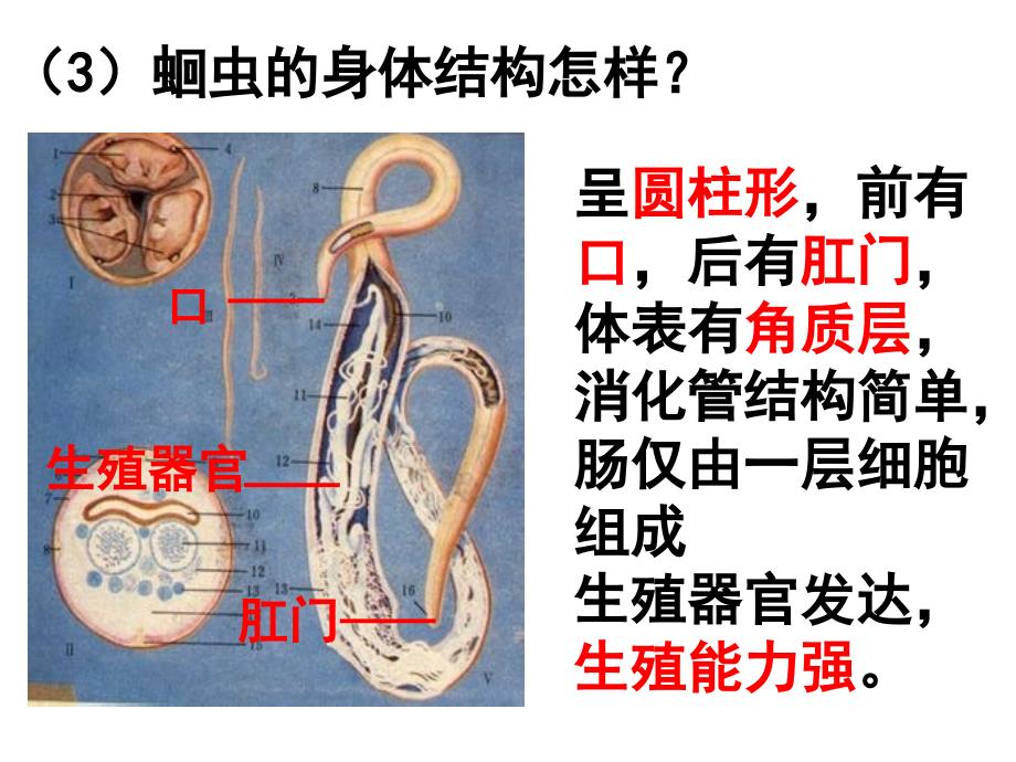 第二节线形动物和环节动物课件资料_第3页