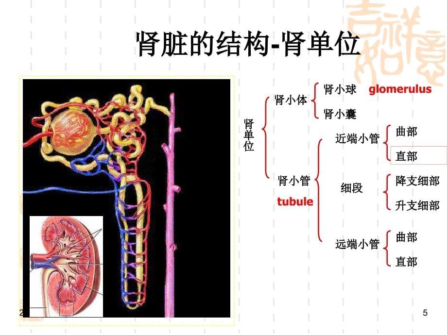 肾病综合征教学修改版)资料_第5页