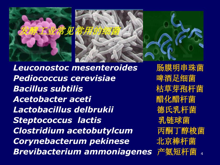 第8章-微生物菌种的筛选及鉴定_第4页