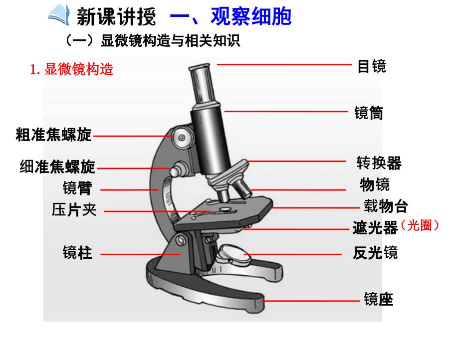 1-2细胞的多样性和统一性公开课课件)资料_第2页