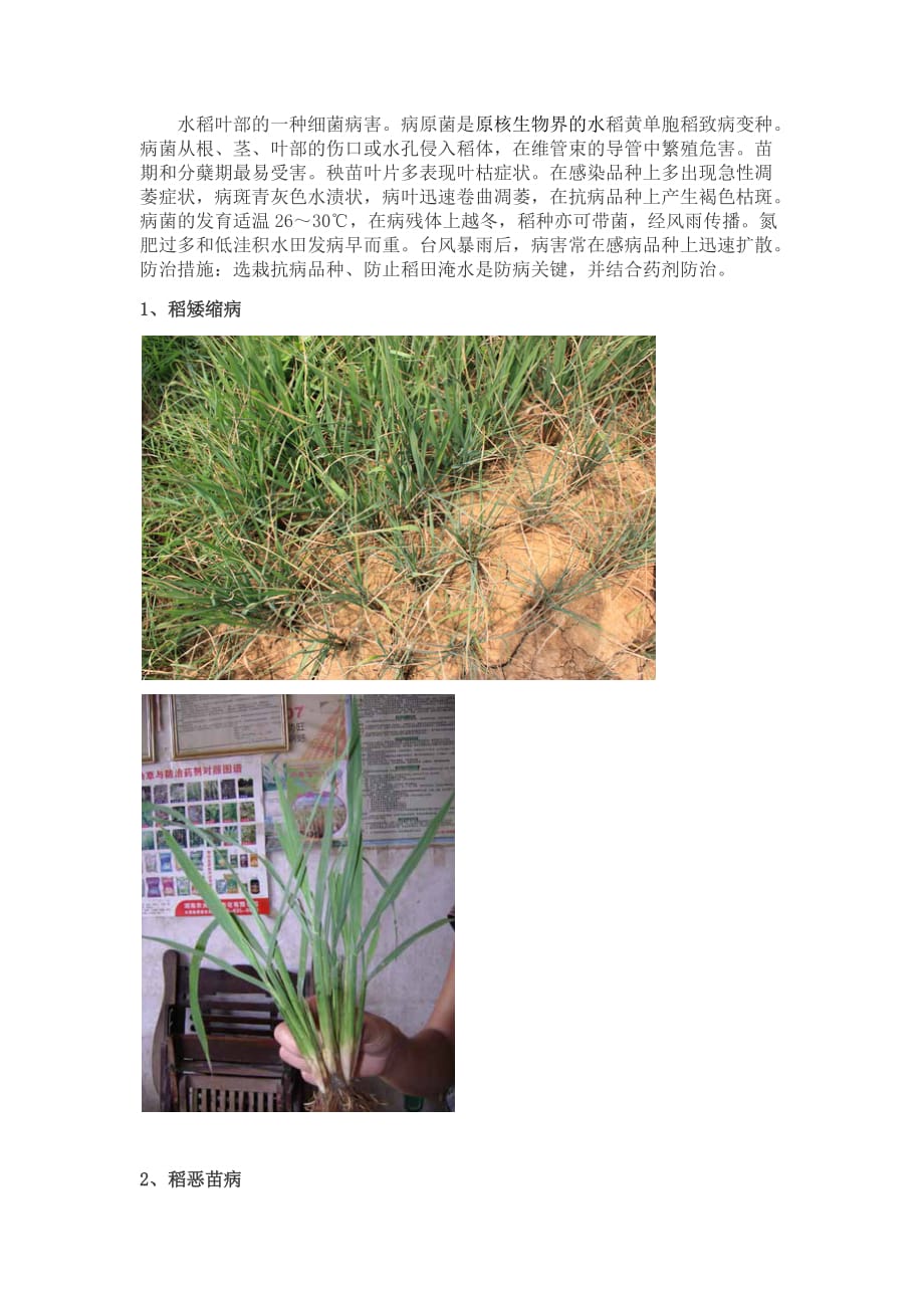 水稻病虫害种类及图片_第3页