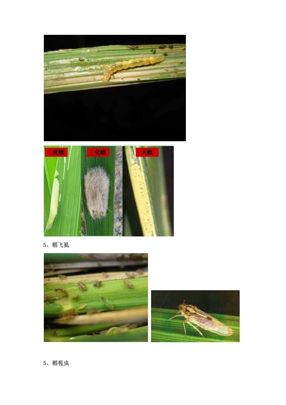 水稻病虫害种类及图片_第5页