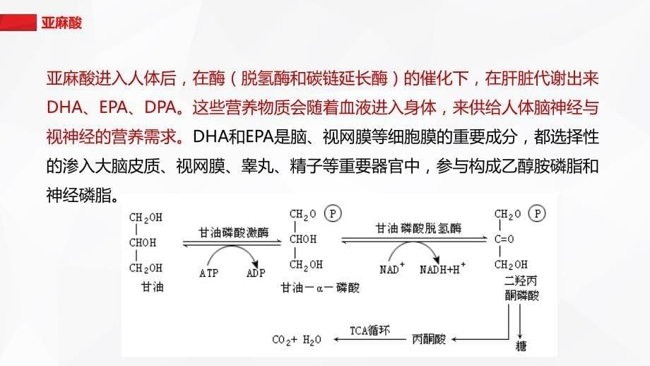 a-亚麻酸新_第5页