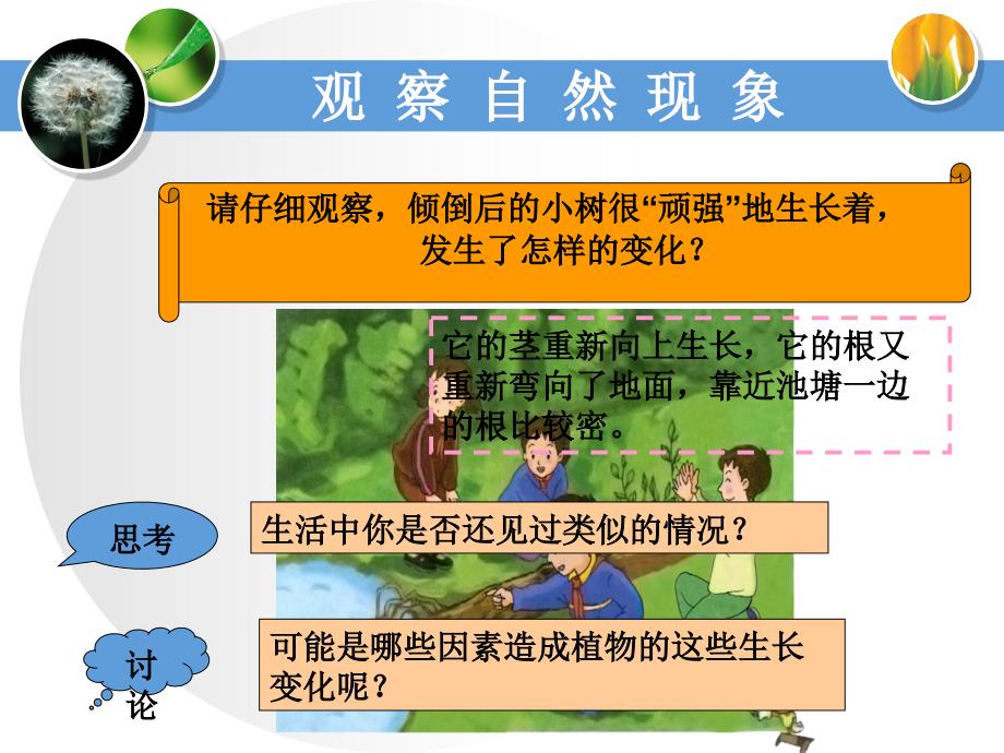 1 一棵“顽强”的小树教学课件资料_第3页