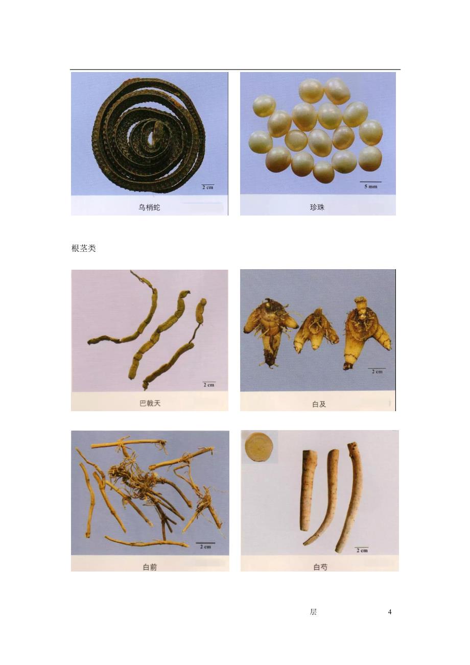 2018年执业药师考试最新常用中药彩色配图资料_第4页