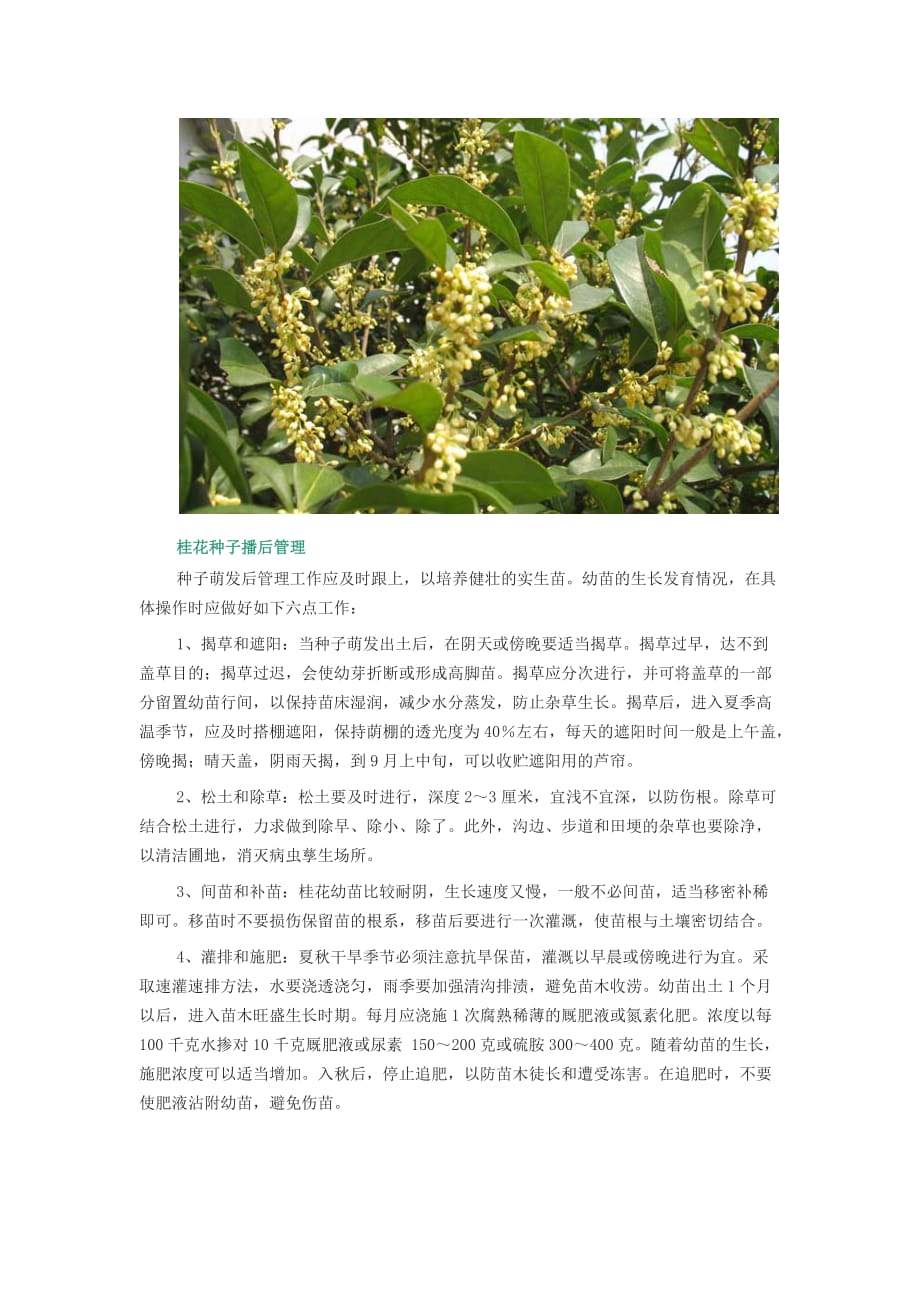 桂花种子的种植方法_第4页