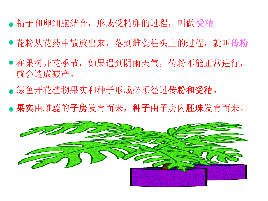 济南版第三节果实和种子的形成_第2页