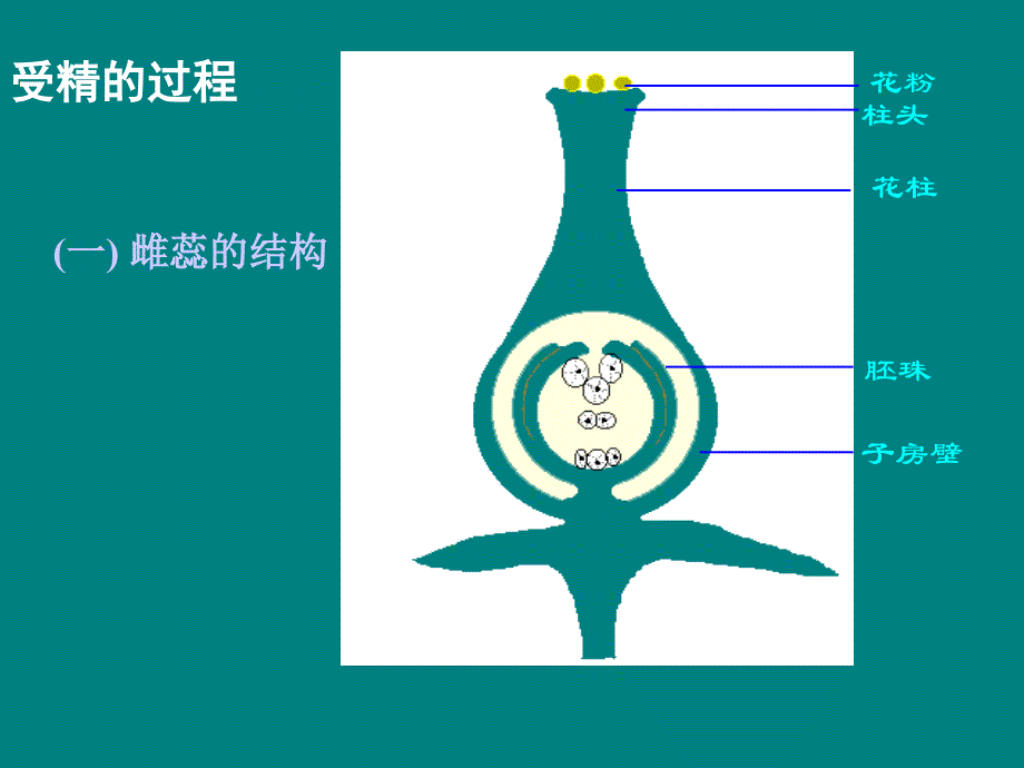 济南版第三节果实和种子的形成_第3页