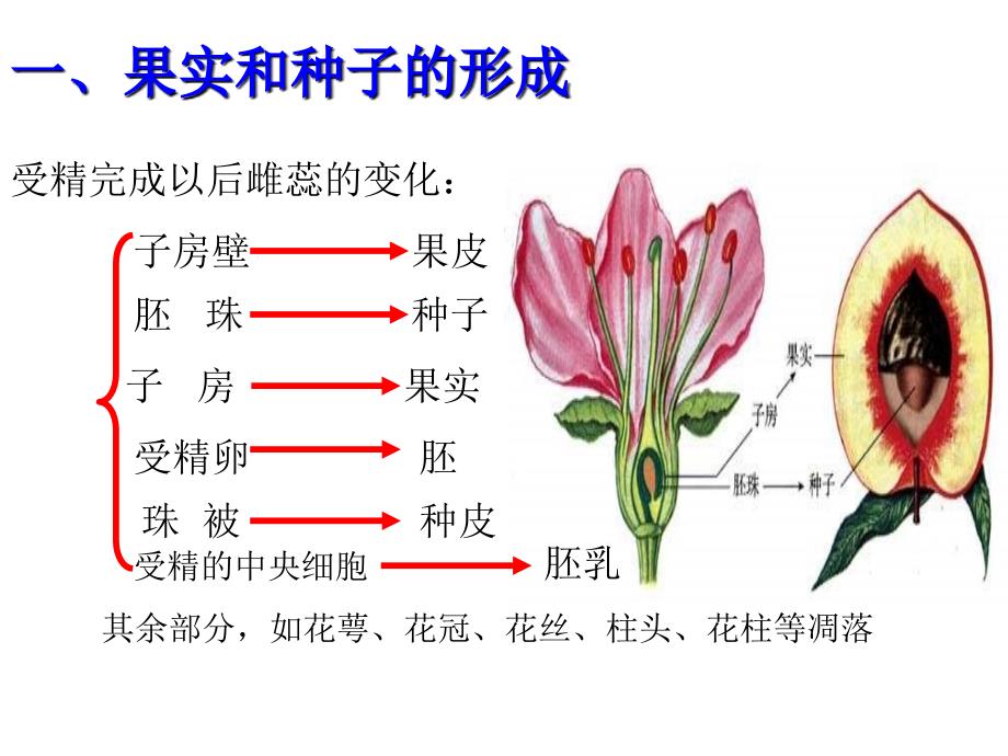 济南版第三节果实和种子的形成_第4页