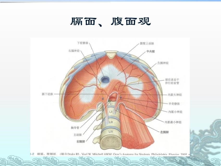 泌尿外科上尿路解剖图_第5页