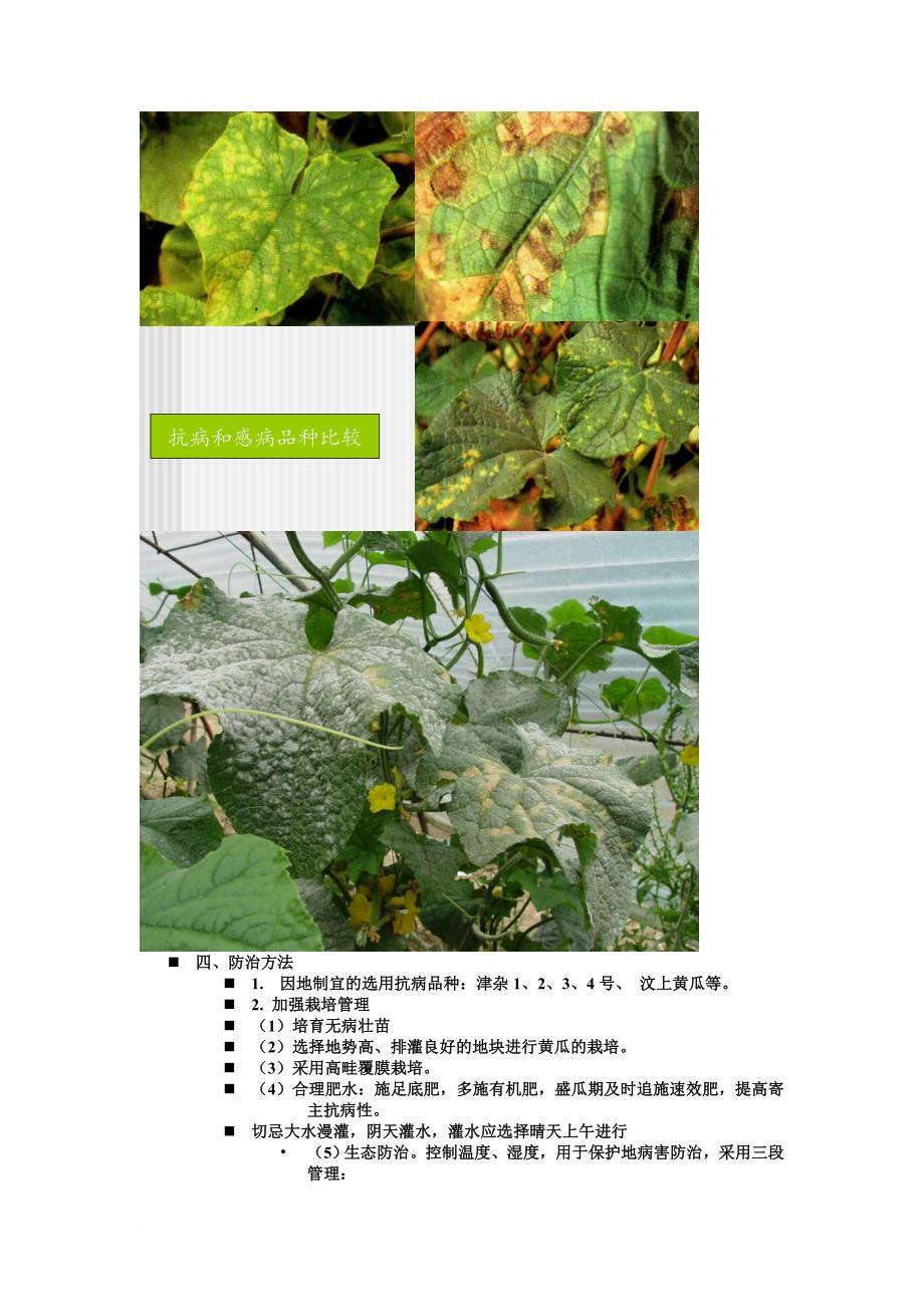 第九章-葫芦科蔬菜病害_第2页