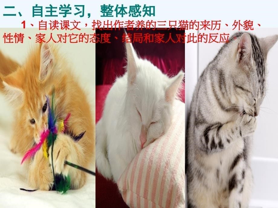 语文人教版七年级下册郑振铎《猫》.猫-郑振铎_第5页