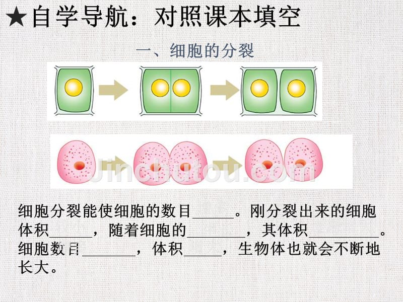 优秀教学课件推选——《细胞的分裂与分化》_第3页