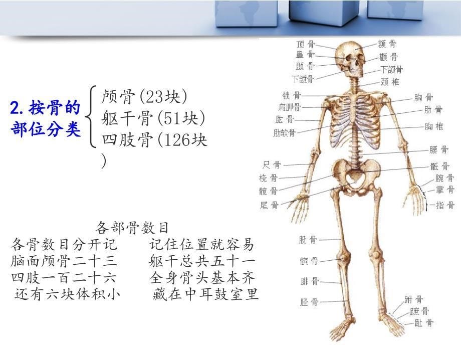 解剖生理学基础 第二章 运动系统_第5页
