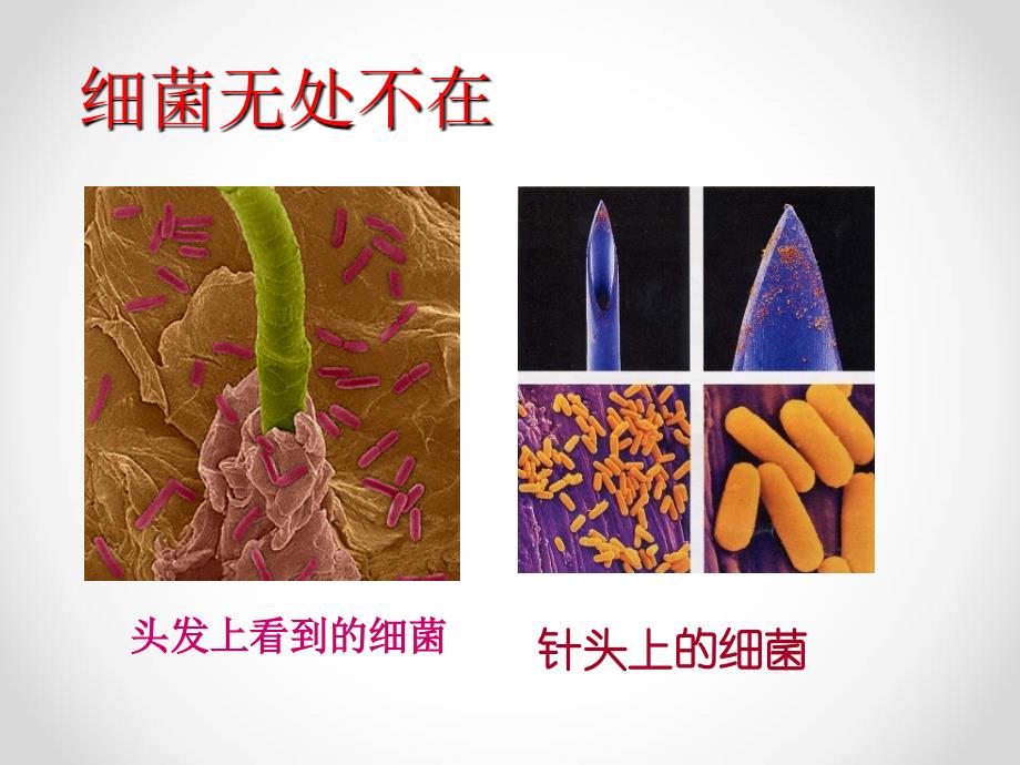 青岛版科学六年级上册细菌(课件)》_第3页