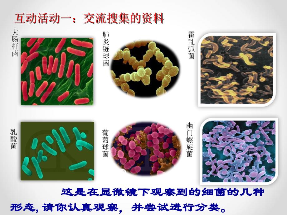 青岛版科学六年级上册细菌(课件)》_第4页