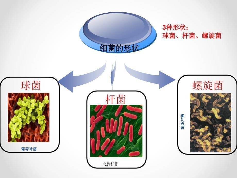 青岛版科学六年级上册细菌(课件)》_第5页