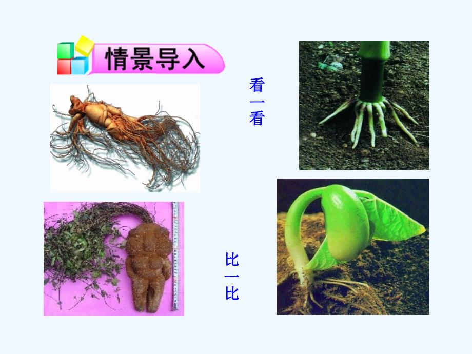 《植物根的生长》课件_第2页